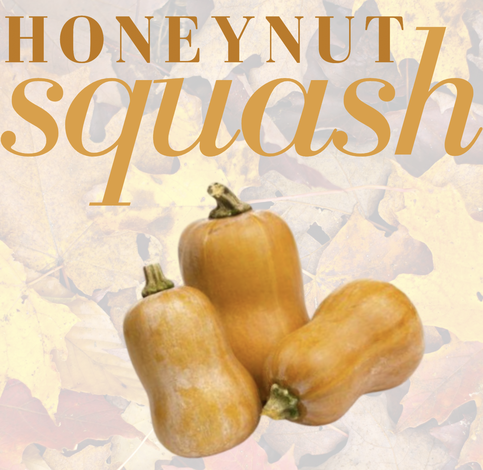 Honeynut Squash